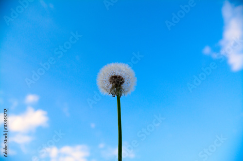 Dandelion against a clear blue sky