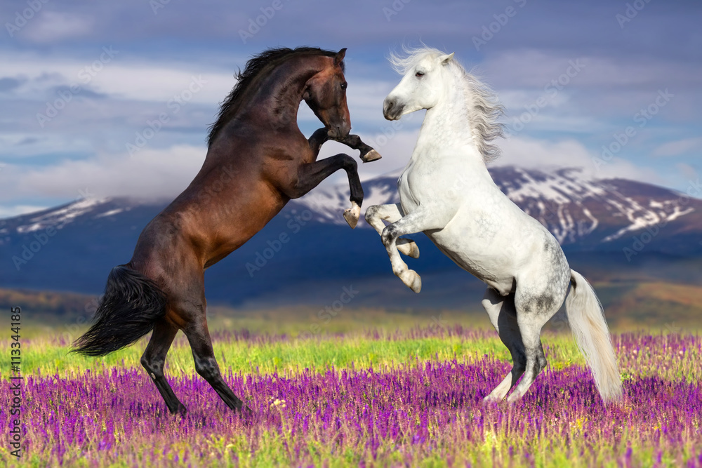 Fototapeta premium Dwa koni wychów przeciwko widok górski w polu kwiat