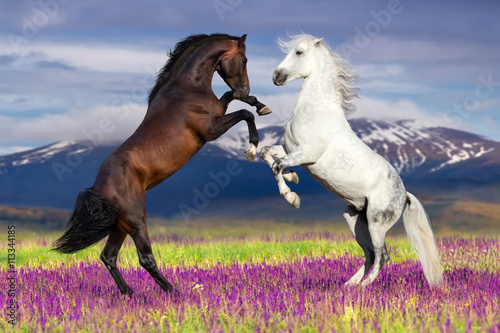 Two horse rearing up against mountain view in flower field