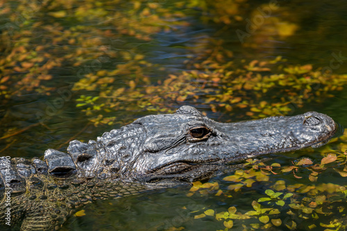 Alligator Swimming  Big Cypress National Preserve  Florida
