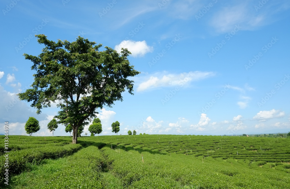 Beautiful big tree from choui fong tea , create space for the words. Beautiful big tree from choui fong tea , create space for the words.