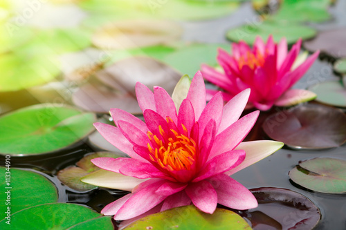 Beautiful pink lotus blooming in pond with sunlight.