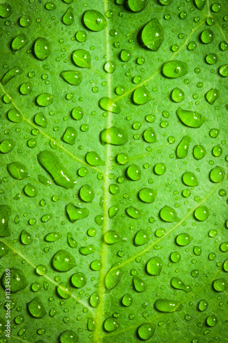 Water droplets on a leaf, background, nature.