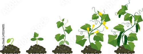 Cucumber plant growth cycle