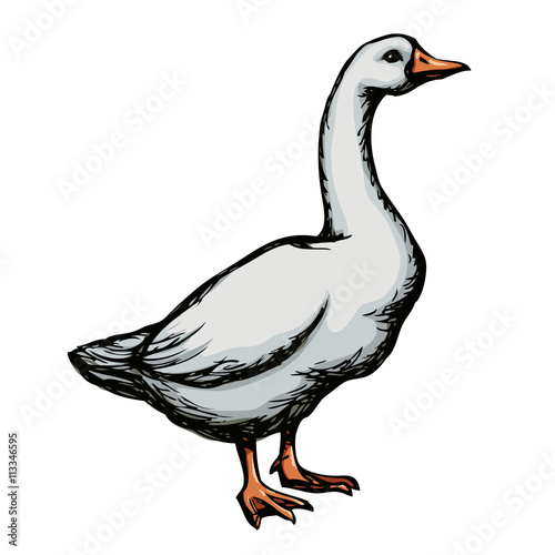 Goose. Vector drawing