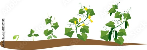 Cucumber plant growth cycle
