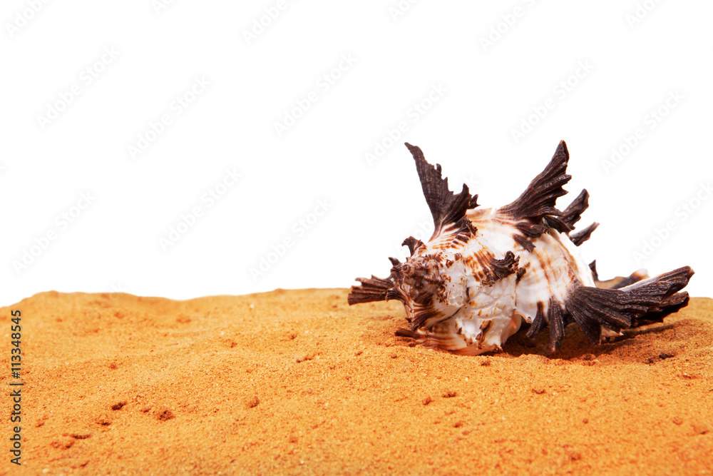Fototapeta premium Sea shells with sand