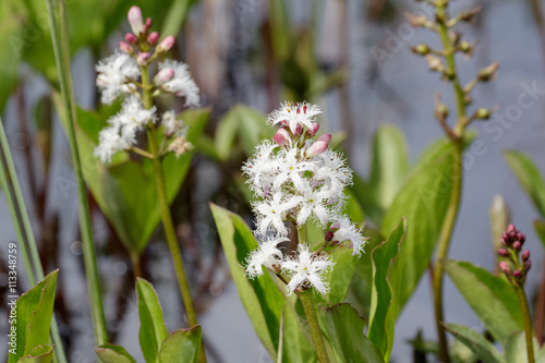 Bogbean (Menyanthes trifoliata ) in flower