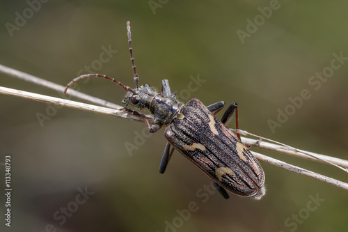 Two-banded longhorn beetle (Rhagium bifasciatum) hanging from grass stems photo