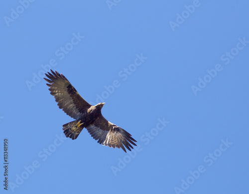 Flying Hawk - Wyoming © blewulis