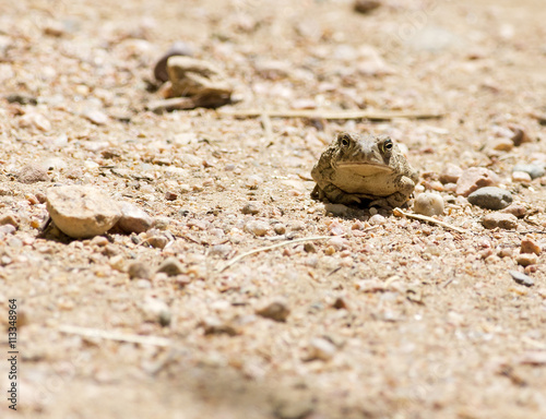 frog on gravel - Colorado