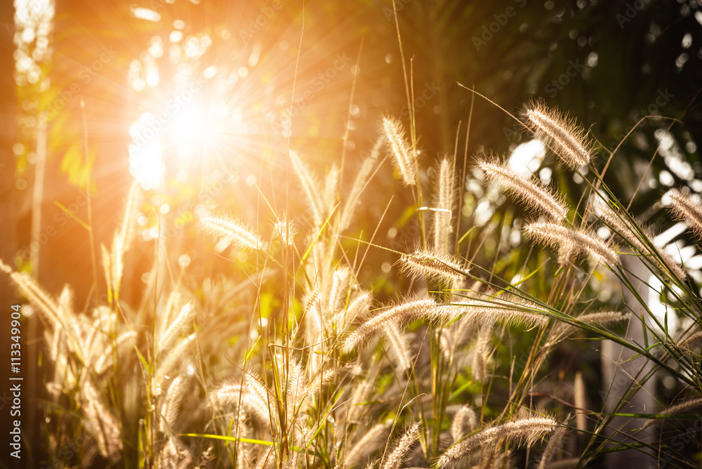 Abstract meadow background with grass in the meadow and sunset,