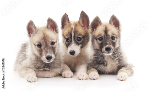 Fototapeta Naklejka Na Ścianę i Meble -  Three small puppies.