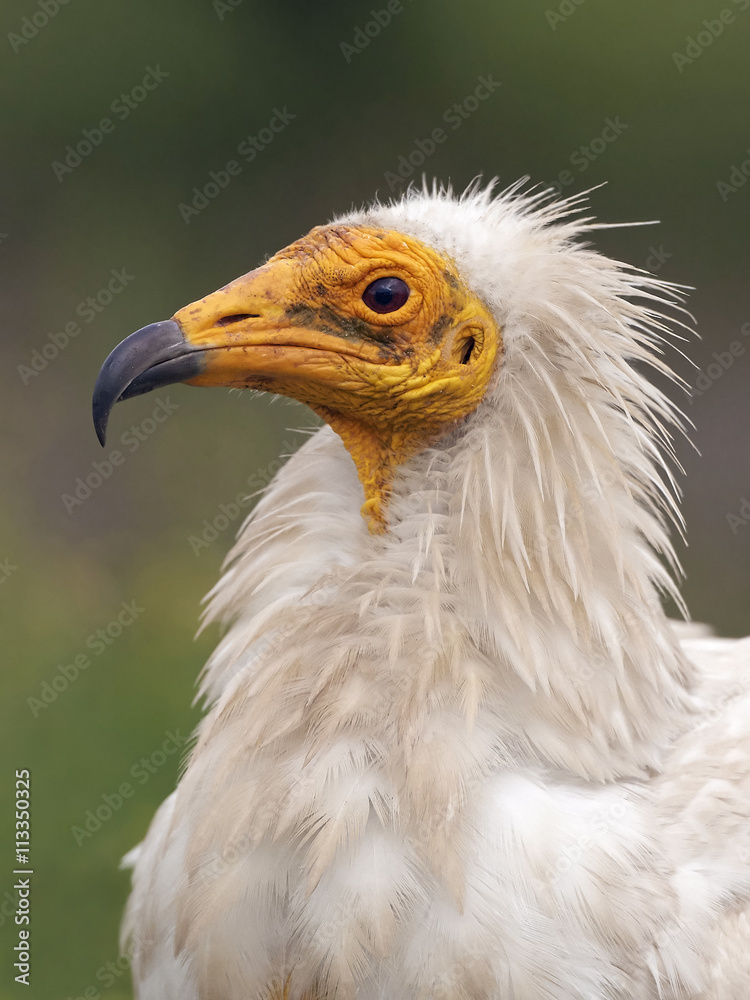 Egyptian vulture (Neophron percnopterus) Egyptian vulture (Neophron percnopterus)