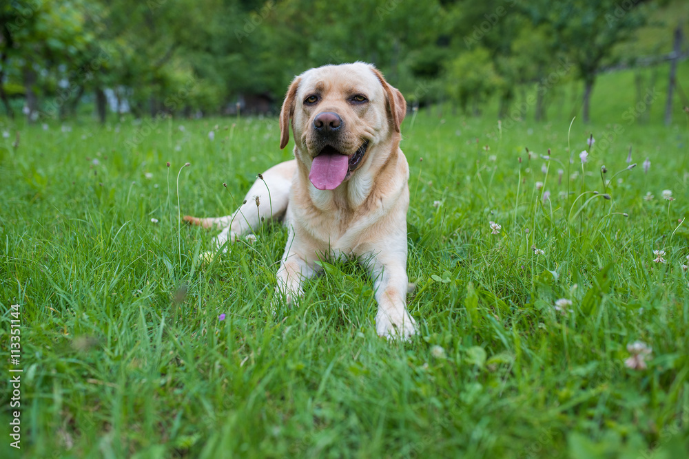 Labrador nel prato