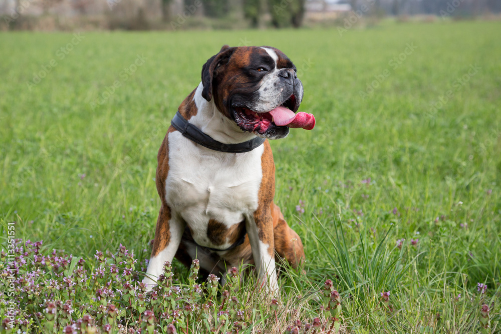 Boxer dog sitting on a green field, Italy