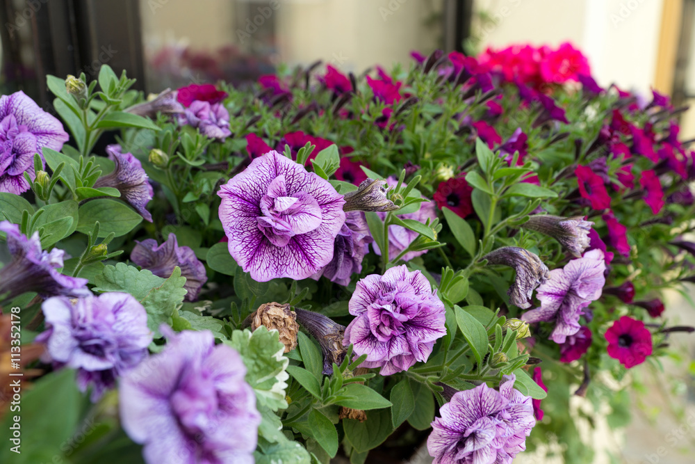 Petunias / beautiful petunias in a flower pot Petunias / beautiful petunias in a flower pot