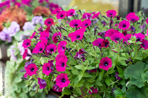 Petunias / beautiful flowers in a flower pot