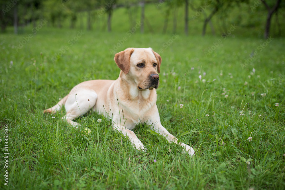 Labrador nel prato