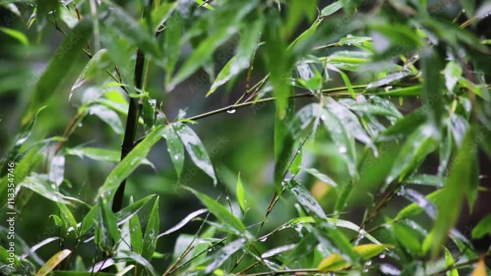 Natur Wetter Regen auf Bambus Pflanzen mit Audio
Natur Wetter Regen auf Bambus Pflanzen mit Audio