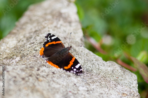 Butterfly Resting On Rock