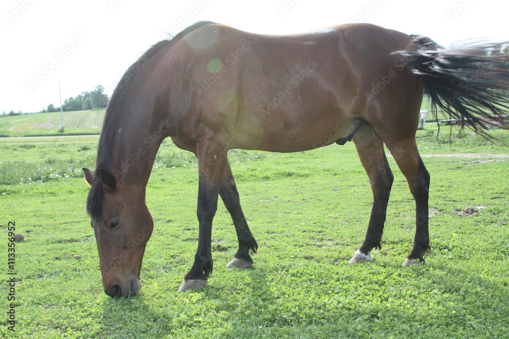 grazing horse