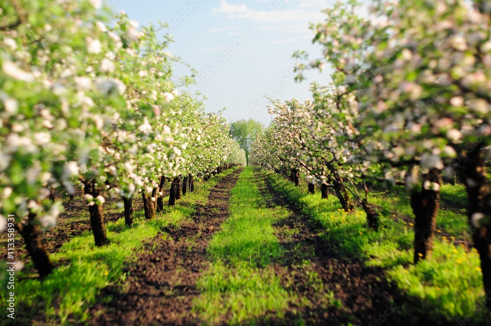 Blooming apple trees garden with green grass at sunset