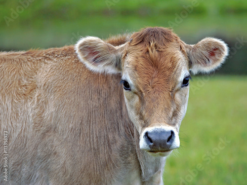 Close up of Jersey Cow Calf at pasture. © rima15
