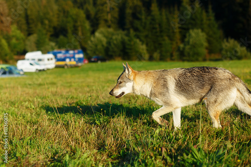 Wolf approaching a caravan camping place in wildniss. photo