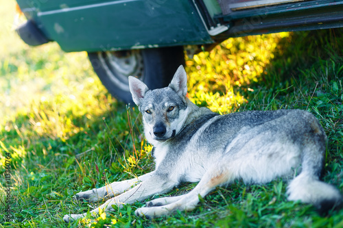 domesticated wolf dog resting relaxed on a meadow in shadow of caravan car. Czechoslovakian shepherd. Eye contact. photo