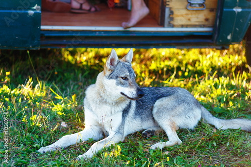 domesticated wolf dog resting relaxed on a meadow in shadow of caravan car. Czechoslovakian shepherd. photo