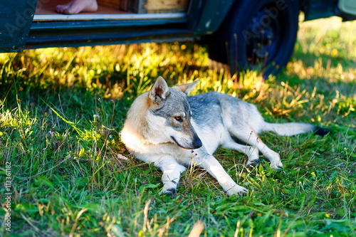 domesticated wolf dog resting relaxed on a meadow in shadow of caravan car. Czechoslovakian shepherd. photo