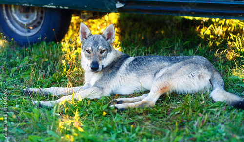 domesticated wolf dog resting relaxed on a meadow in shadow of caravan car. Czechoslovakian shepherd. Eye contact. photo