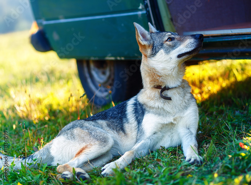 domesticated wolf dog resting relaxed on a meadow in shadow of caravan car. Czechoslovakian shepherd. photo