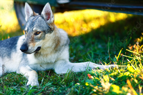 domesticated wolf dog resting relaxed on a meadow in shadow of caravan car. Czechoslovakian shepherd. photo