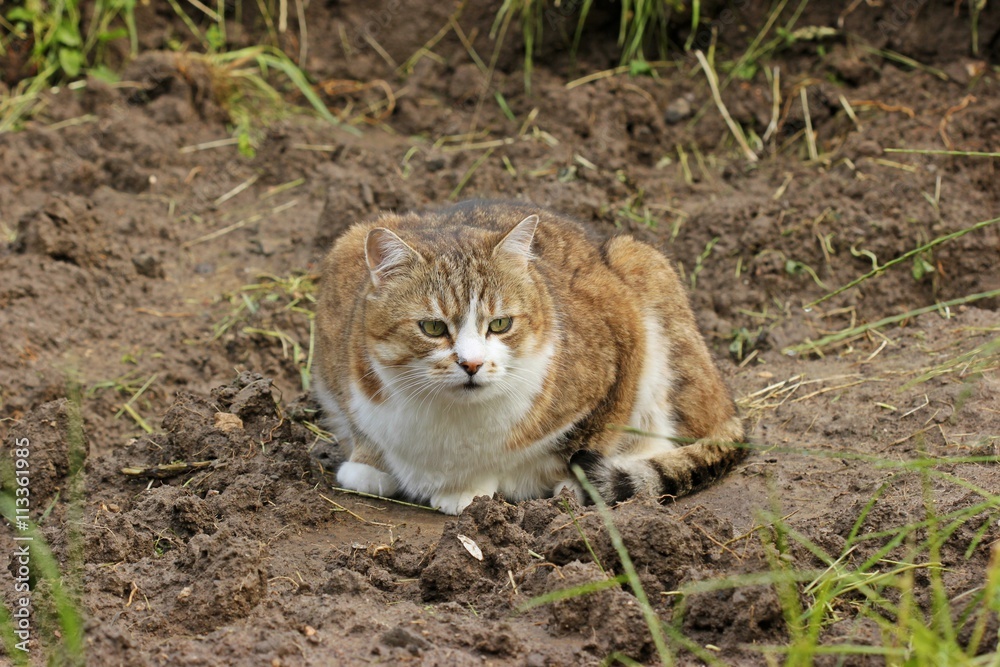 Grau getigerter Hauskater mit weißer Brust sitzt auf der Erde

