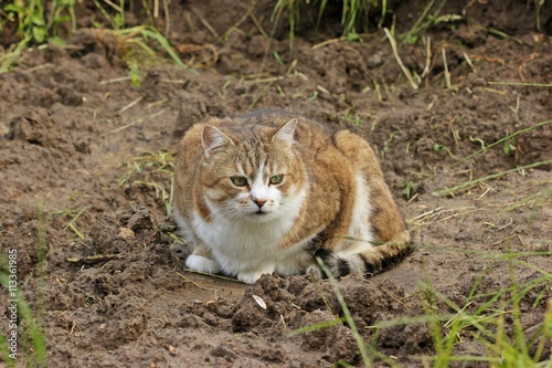 Grau getigerter Hauskater mit weißer Brust sitzt auf der Erde   © Schmutzler-Schaub