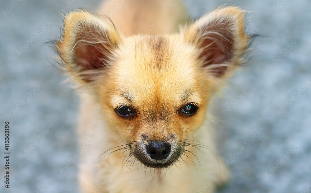 little charming adorable chihuahua puppy on blurred background. Eye contact.