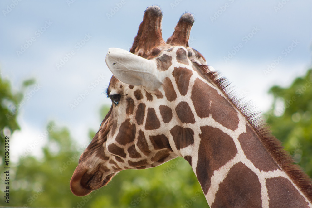 Obraz premium Giraffe sunny day