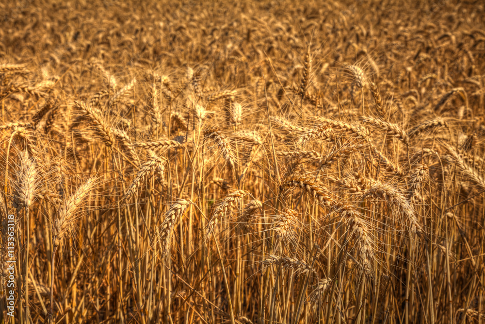Ears of corn ripe corn ready for harvest.