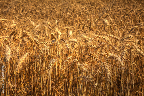 Obraz na płótnie Ears of corn ripe corn ready for harvest. w salonie