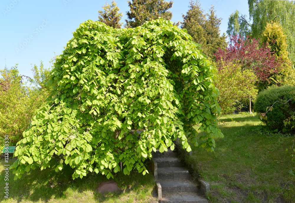 The elm is rough, a form plakuchy (Ulmus glabra Huds., var. pend