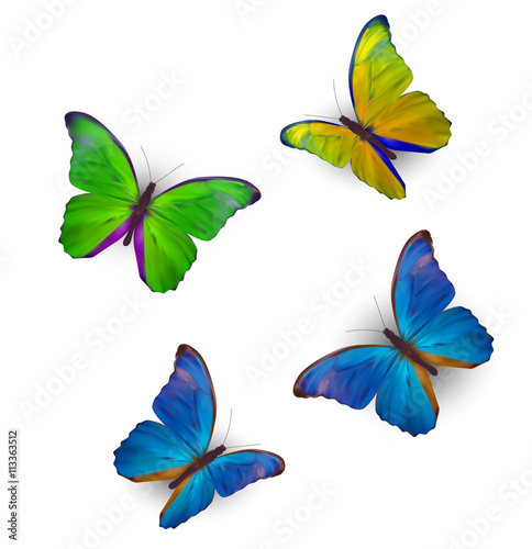 Butterfly Set Isolated on White Realistic Vector Illustration © olegganko