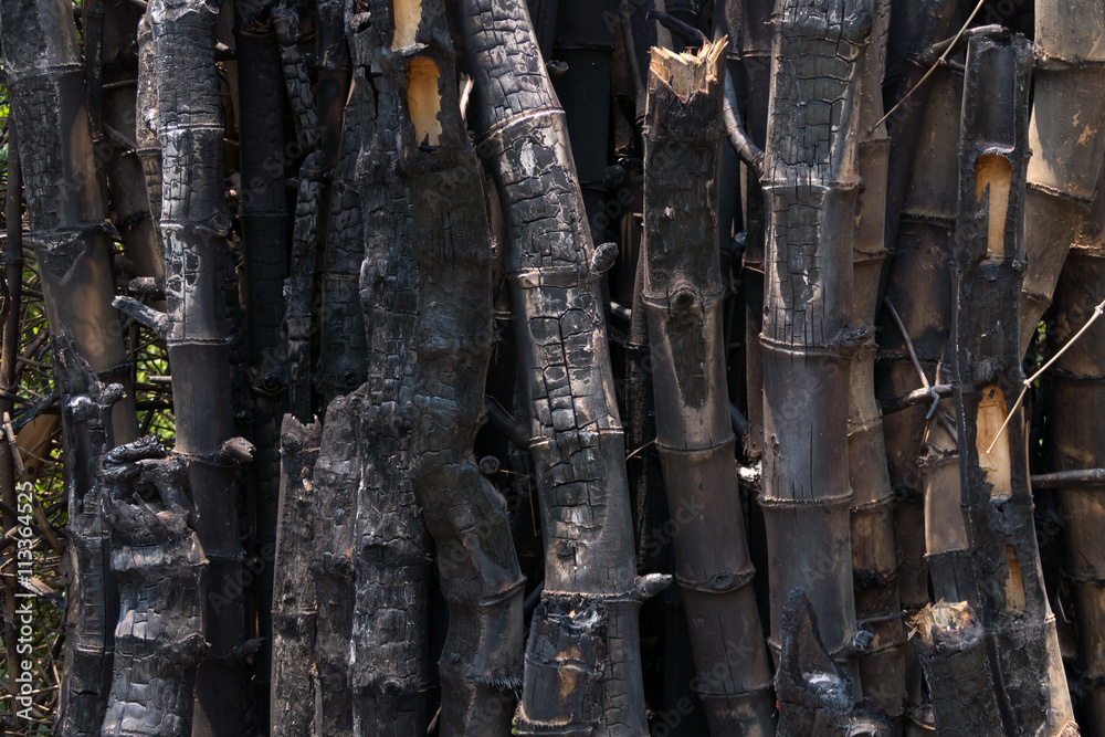 Fototapeta premium after a forest fire