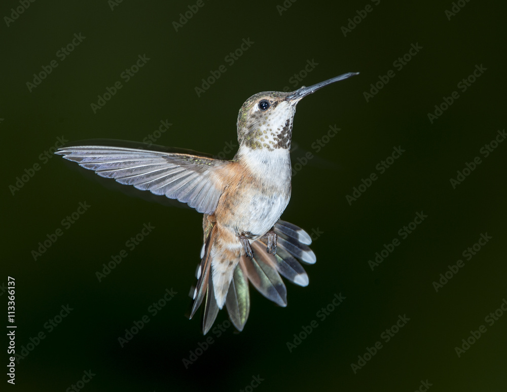Fototapeta premium Rufous Hummingbird (Selasphorus rufus) in flight