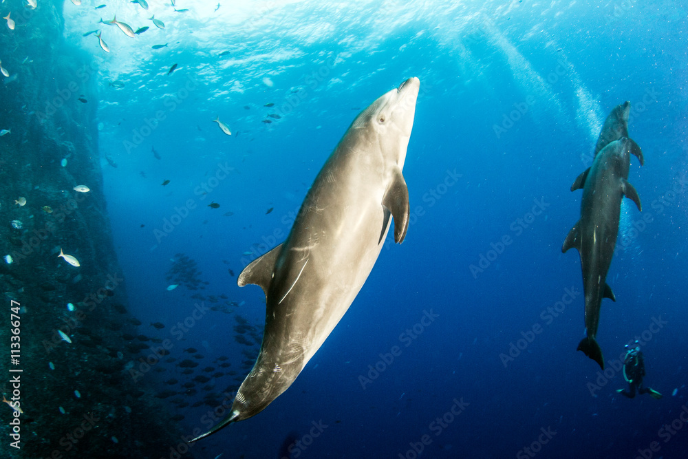 Fototapeta premium Bottlenose Dolphin