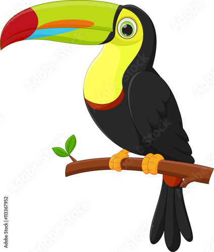 cute toucan bird cartoon
