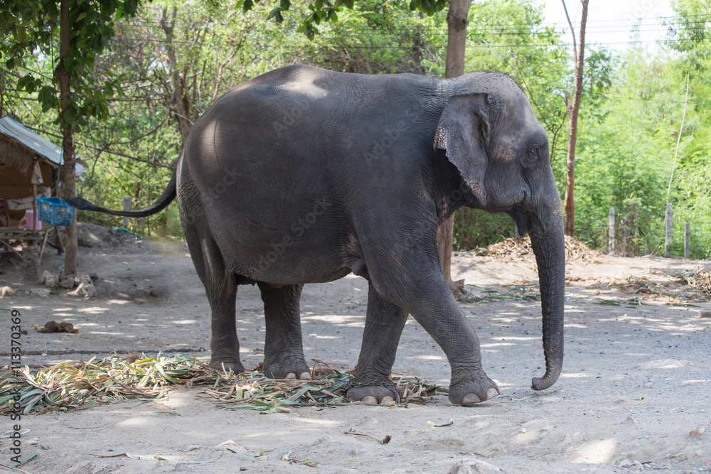 Obraz premium single old female Asiatic elephant walk