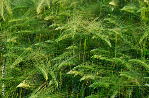 farmland with rye