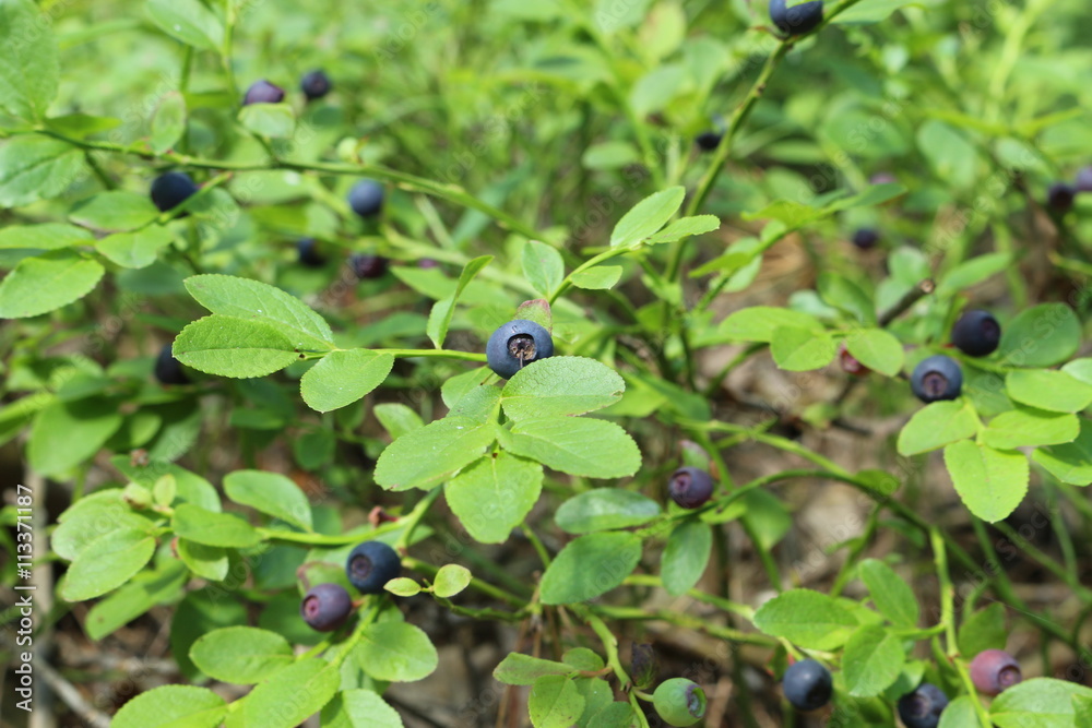 Bush blueberries Bush blueberries